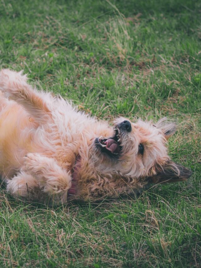 why do dogs roll in grass, dog rolling in grass after walk, dog rolling in grass on back, dog rolling in wet grass, dog rolling in dead grass, dog rolling in grass video, dog rolling in grass gif, dog rolling in grass meme