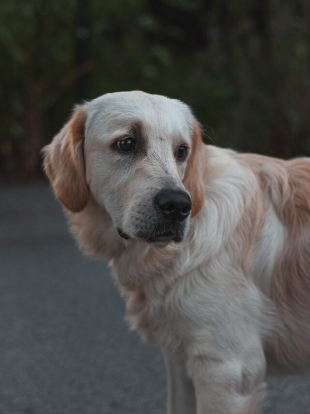 Dog breeds with blue eyes, Husky, Australian Shepherd, Border Collie, Dalmatian, Shetland Sheepdog, Siberian Husky, Catahoula Leopard Dog, captivating gaze,