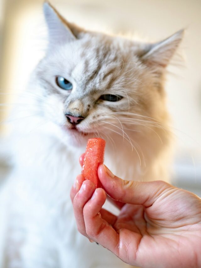 cat not eating, cat appetite stimulant, get cat to eat, cat eats treats not food