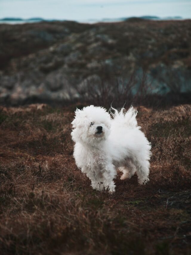 therapy dog breeds, best therapy dogs, emotional support animals, therapy animals for hospitals, certified therapy dogs, therapy dog training, therapy dog requirements, therapy dog benefits, therapy dog certification, therapy dog programs,