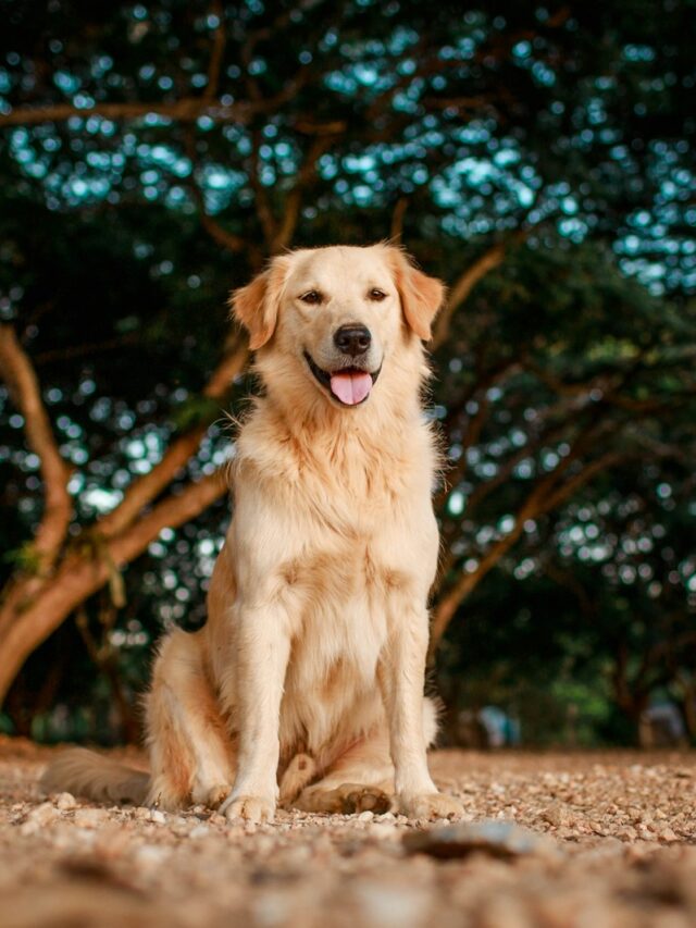 adopt golden retriever, golden retriever adoption, reasons adopt golden retriever, why adopt golden retriever,