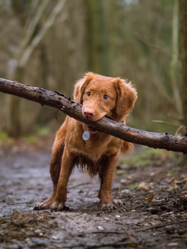 dog fetch sticks dangerous, stick hazards dogs, dont throw sticks dogs, stick threw dog's throat, stick pierced dog tongue, safer dog fetch toys, dog fetch safety rules