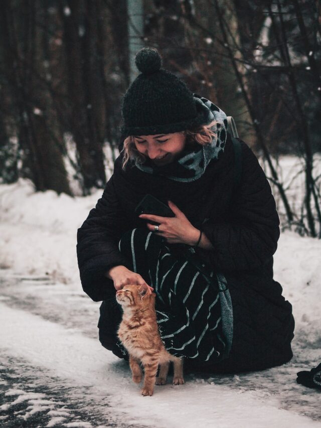 cat headbutt meaning, cat head bump meaning, cat head bunting meaning, cat headbutt behavior meaning, cat taps head