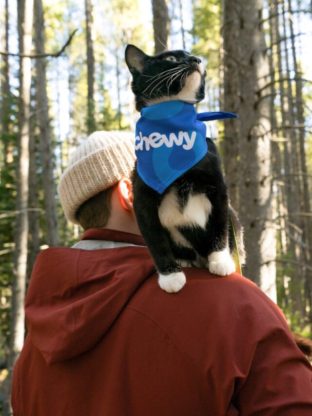 hiking with cat tips, take cat hiking on leash, cat hiking gear, cat hiking trails, cat hiking safety