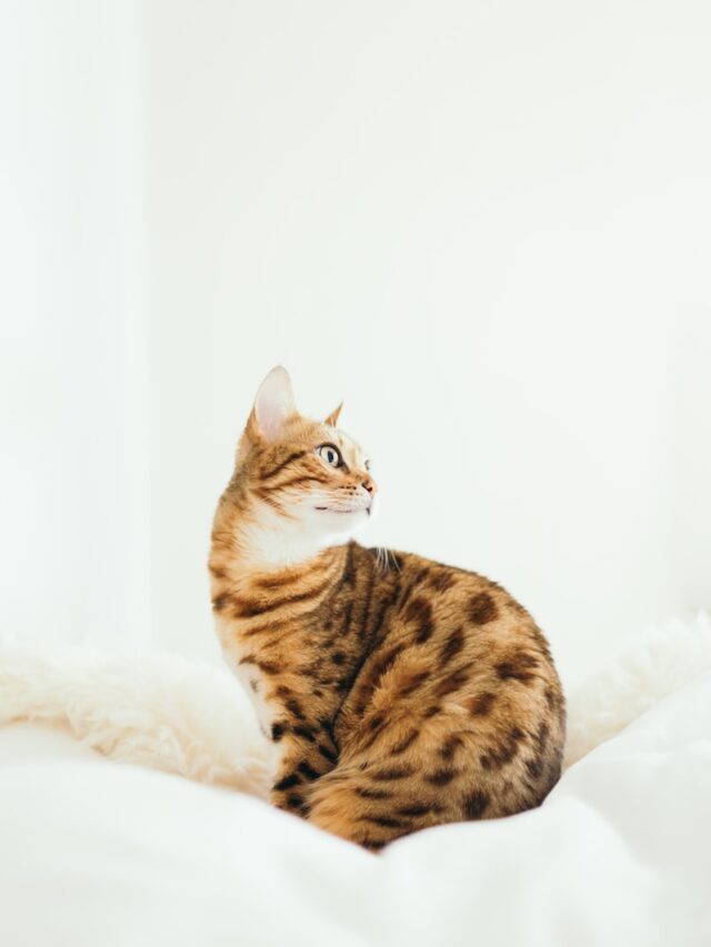 Bengal cats, feline companions, cat lovers, intelligence, playfulness, unique markings, temperament, maintenance, adoption tips, exotic pets, cat ownership, pet care,