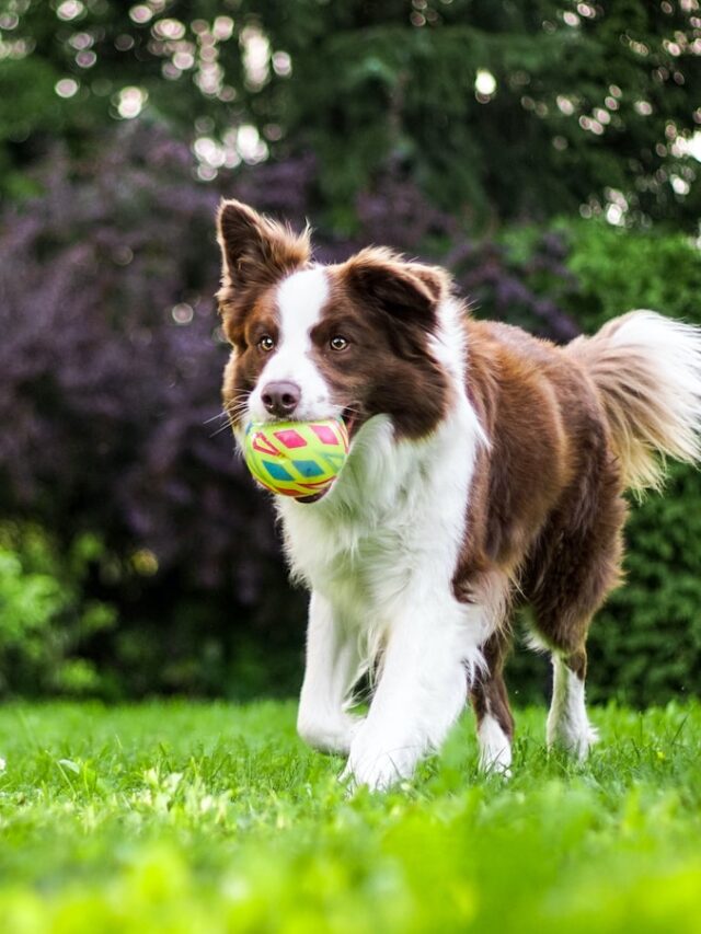 playful dogs, energetic dogs, labrador retriever, golden retriever, siberian husky, dalmatian, vizsla, australian shepherd, portuguese water dog, border collie, german shorthaired pointer, weimaraner,