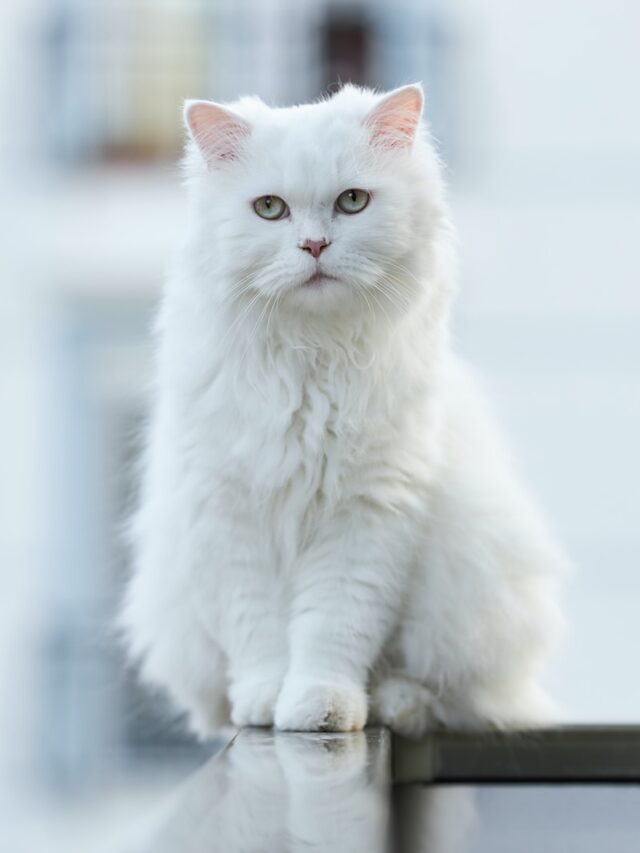 White cat breeds, white cat behavior, interesting facts about white cats, fun facts about cats, unique cat characteristics, cat trivia, feline coat colors, white cats in mythology, white cat symbolism, cat facts,