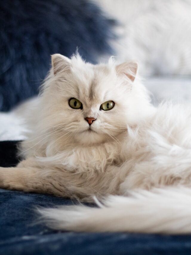 Burmilla cats, cat breeds, elegant felines, affectionate companions, playful cats, intelligent pets, adaptable breeds, social charm, cat health care, pet ownership,