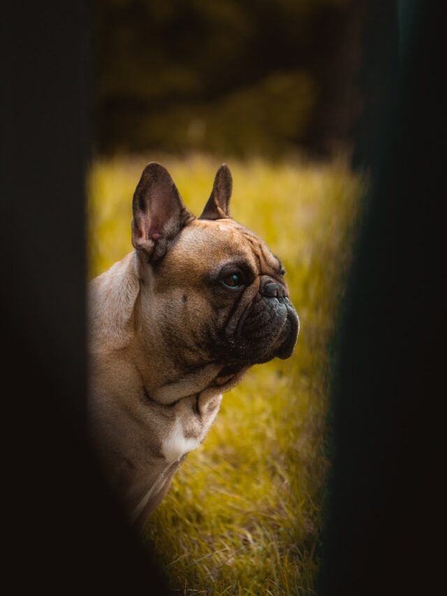 French Bulldogs, Frenchie facts, Dog breeds, Pet companions, Bulldog characteristics, Popular dogs, Unique dog traits, Dog enthusiasts, Pet ownership, French Bulldog secrets,