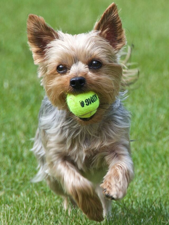 long haired dog breeds, long hair dogs, yorkie, australian shepherd, bernese mountain dog, collie, papillon, long haired chihuahua, afghan hound