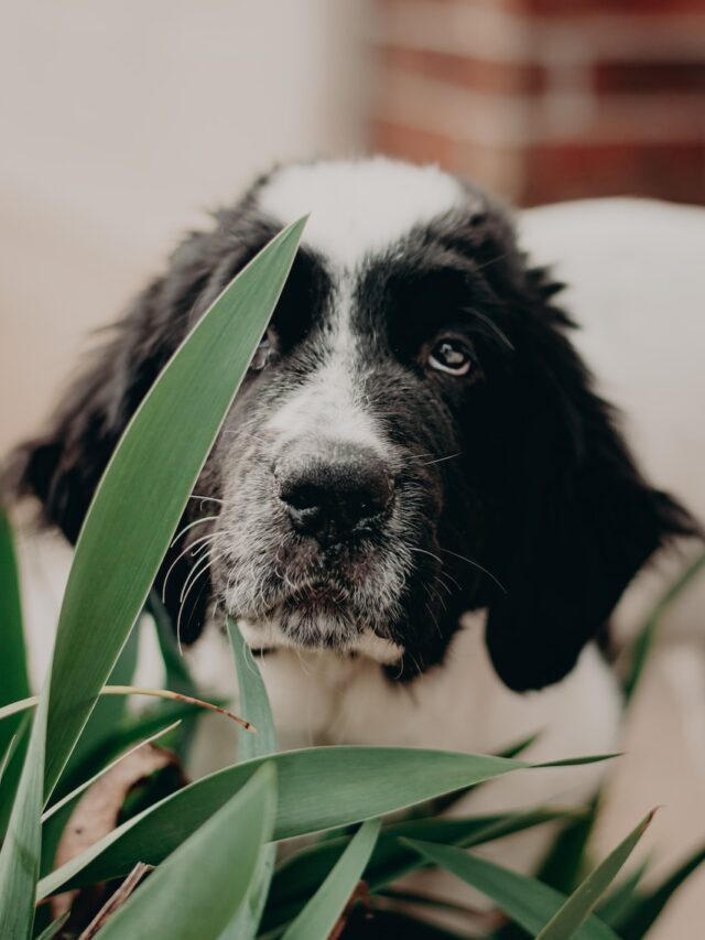 Giant dog breeds, Great Dane, Saint Bernard, Newfoundland, Irish Wolfhound, Leonberger, Tibetan Mastiff, Great Pyrenees, family pets, gentle giants,