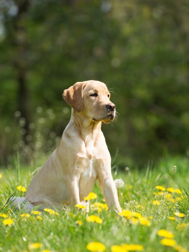 hot weather dogs, dogs for hot climates, heat tolerant dogs, Australian Cattle Dog, Vizsla, Jack Russell Terrier, Rhodesian Ridgeback, Basenji, Pit Bull, Labrador Retriever, Beagle,