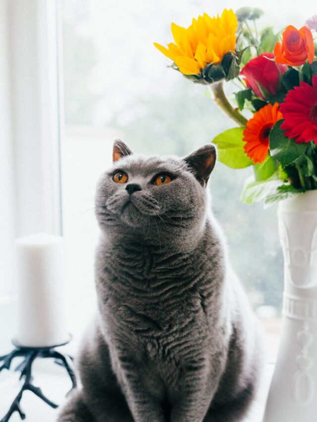 British shorthair, British shorthair cat, British shorthair personality, British shorthair lifespan, British shorthair grooming, British shorthair health, British shorthair care, British blue cat,