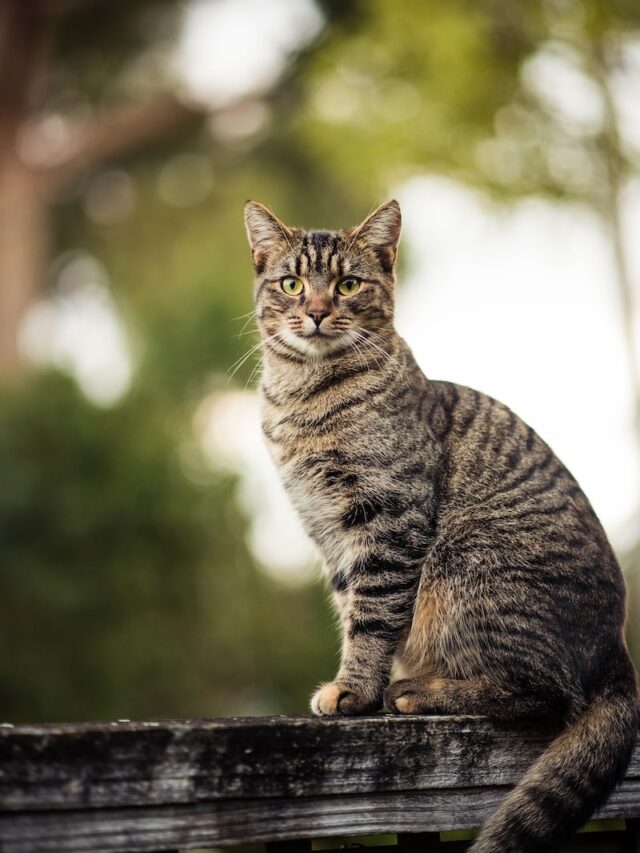 cat behavior, high places fascination, instinct, surveying territory, safety perch, temperature regulation, escape routes, natural behavior, providing alternatives,