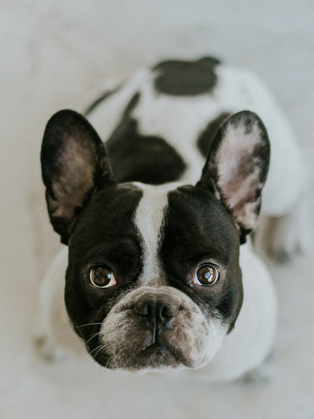 flat faced dogs, brachycephalic dogs, smush faced dogs, french bulldogs, boxers, boston terriers, english bulldogs, pugs, pekingese, shih tzu