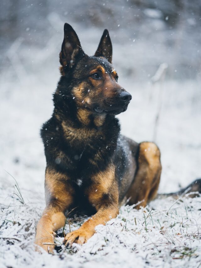 Belgian dog breeds, Malinois, Tervuren, Groenendael, Laekenois, Belgian Sheepdog, Brussels Griffon, Belgian Mastiff, family companions, Belgian breeds,