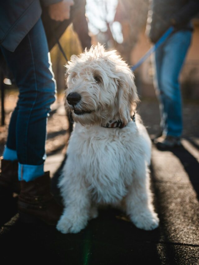 Long-haired dog breeds, Collie, Afghan Hound, Shih Tzu, Maltese, Pekingese, Yorkshire Terrier, Havanese, gorgeous locks, canine companions, dog enthusiasts,