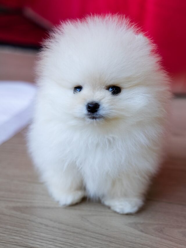 fluffy dog breeds, fluffy small dogs, fluffy lap dogs, cute fluffy puppies, fluffy toy breeds