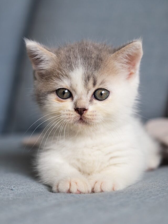 Introducing a new kitten to an older cat, cat introduction strategies, introducing a new cat to an old cat, kitten and older cat bonding, tips for introducing a kitten to an older cat,