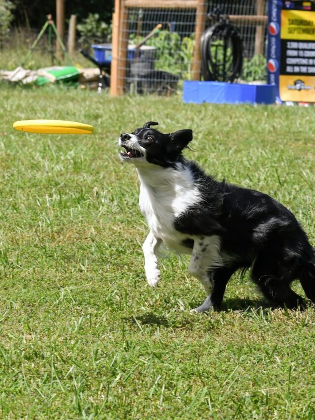 teach dog to fetch, fetch training, dog fetch tricks, playing fetch dogs, how to play fetch dog ,