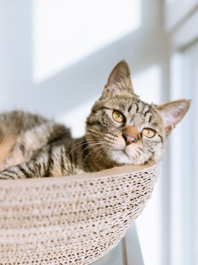 silver tabby cat on gray pillow beside clear glass windowwhere cats like petted, cat petting spots, best places pet cats, cat likes petted, cat favorite petting spots