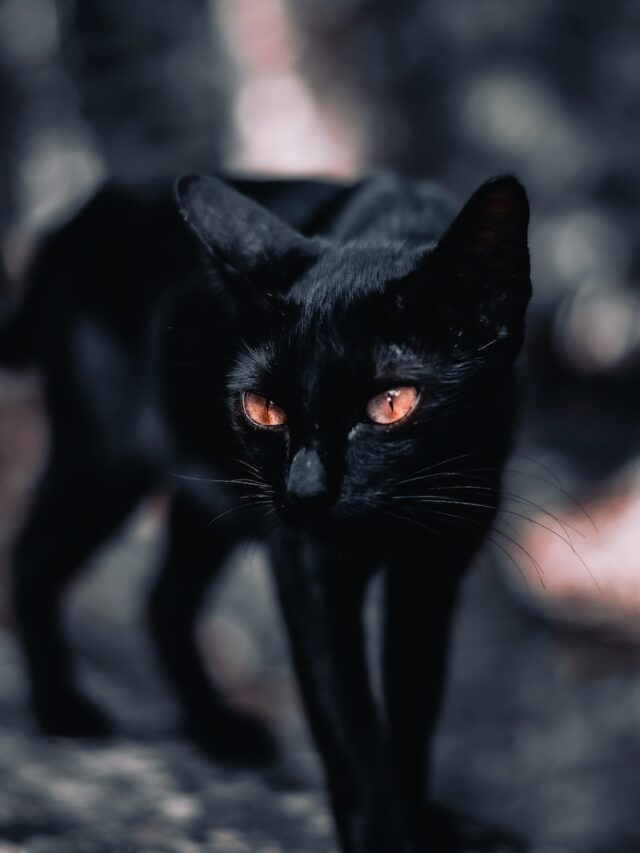 black cats bad luck, are black cats unlucky, black cat myth, black cat superstition, black cat history, black cats not bad luck, adopt black cat