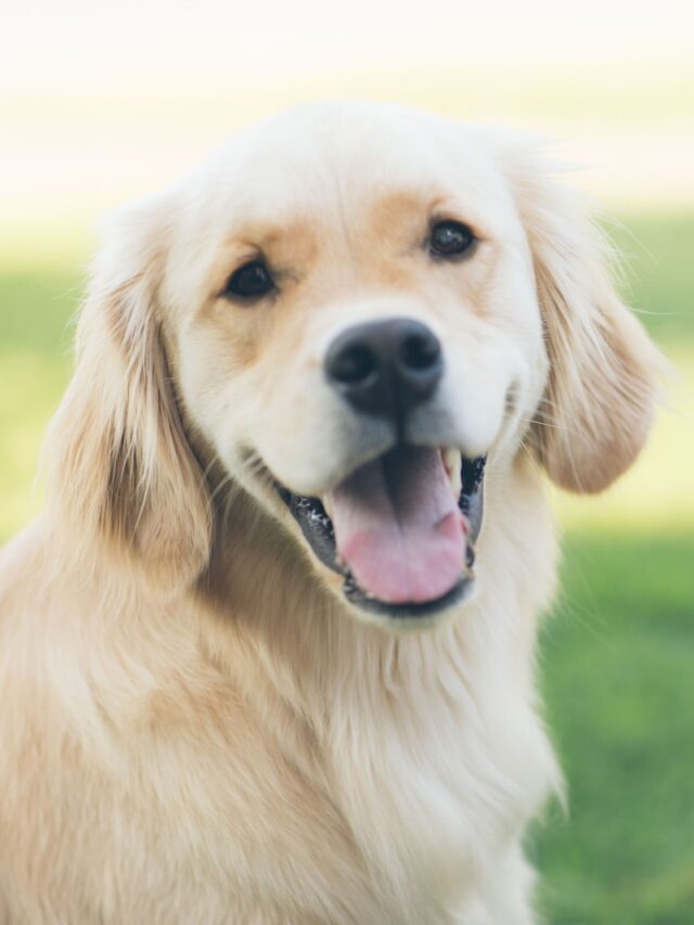 Big dog breeds, Labradoodle, Portuguese Water Dog, Standard Poodle, Giant Schnauzer, Airedale Terrier, Irish Water Spaniel, Bouvier des Flandres, hypoallergenic, low-shedding,