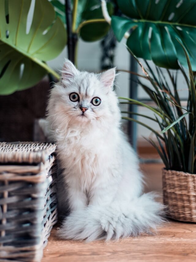 big eyed cats, large eyed cats, cute cat eyes, cat eye breeds, Ragdoll cat, Siamese cat, Persian cat, Sphynx cat, Burmese cat, British Shorthair cat, Maine Coon cat,