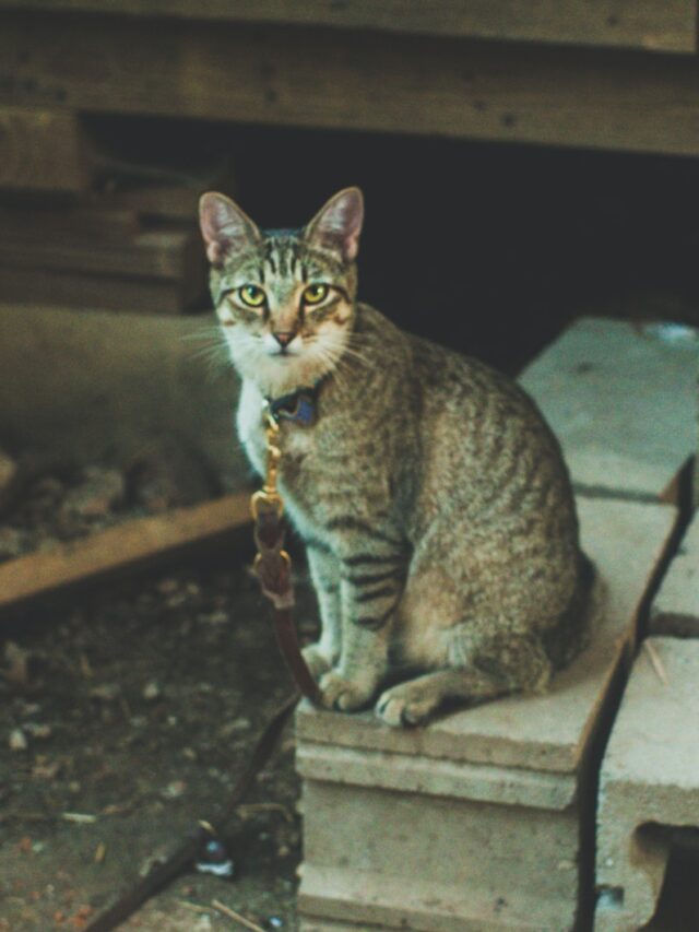 train cat come, train cat name, train cat fetch, train cat leash walk, train cat tricks, train cat scratching post, train cat litter box, train cat not go on counter