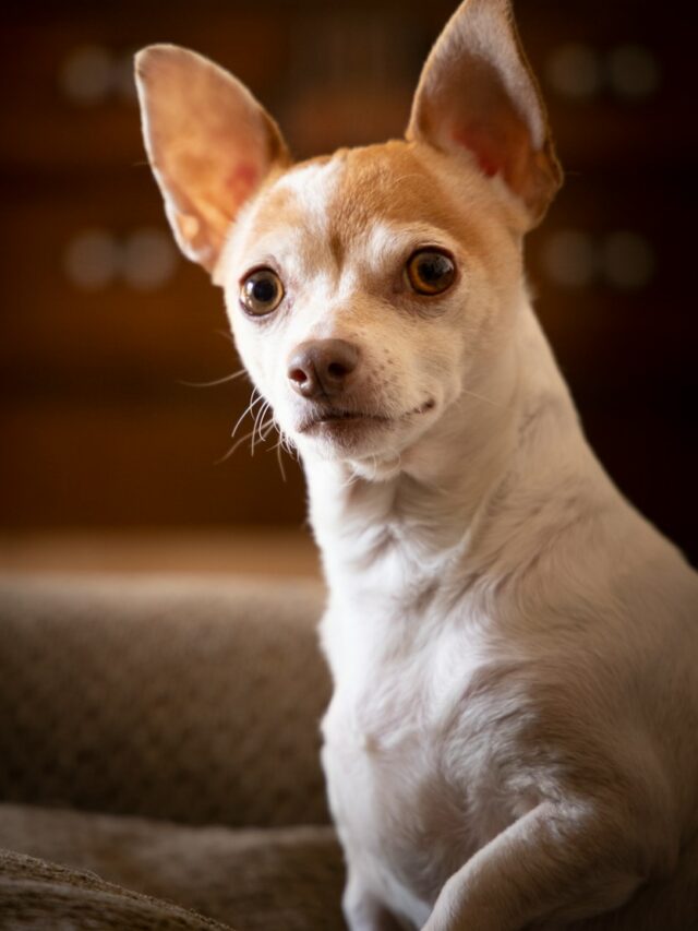 Chihuahua dogs, Chihuahua traits, unbelievable Chihuahuas, amazing Chihuahuas, Chihuahua facts