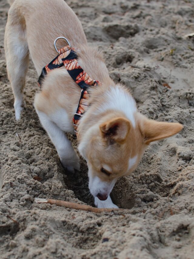 why dogs bury bones, why dogs bury toys, why dogs bury food, dog burying behavior, dogs bury things instincts, dog bury stuff to hide, dog bury for later, stop dog burying yard