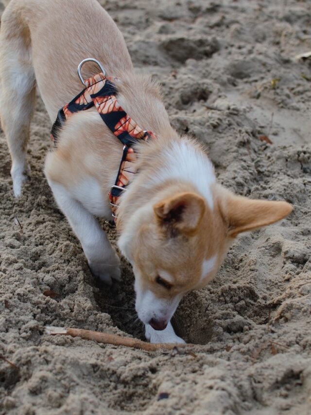 stop dog digging, prevent dog digging, dog digging solutions, dog digging training, stop dog digging yard, dog digging deterrent