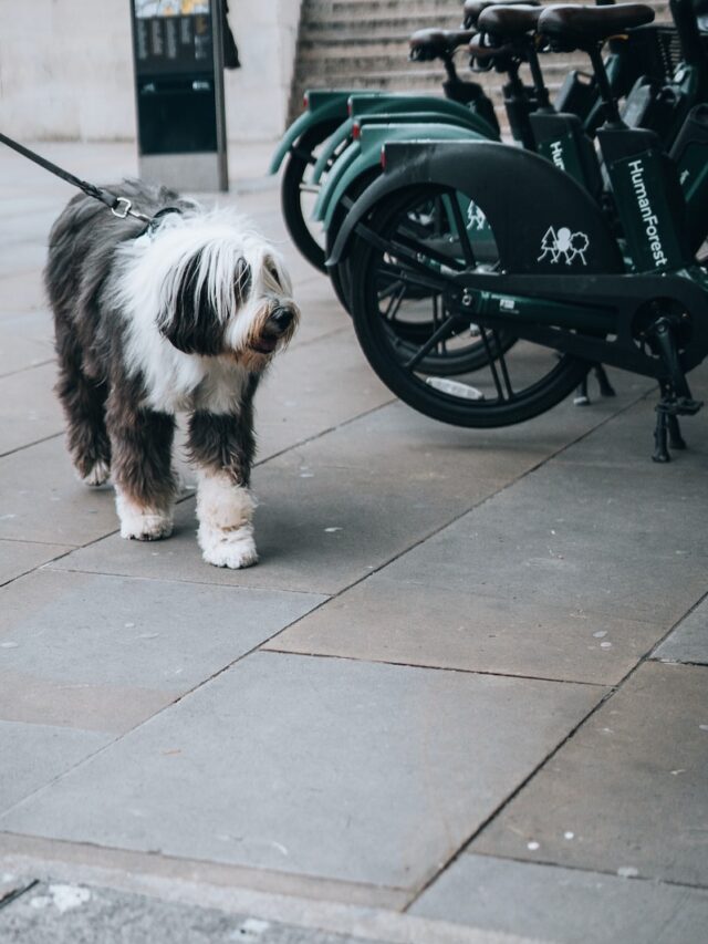 bearded dog breeds, dogs with beards, bearded collie, brussels griffon, old english sheepdog, polish lowland sheepdog, irish water spaniel, spanish water dog, schnauzer