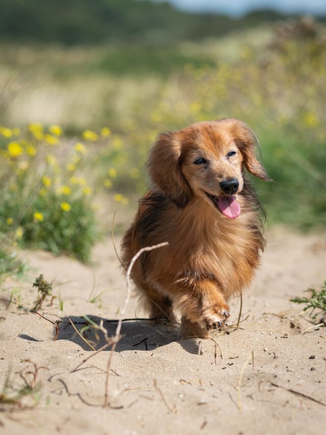 dachshund breeds, types of dachshunds, dachshund varieties, smooth coat dachshund, longhaired dachshund, wirehaired dachshund, standard dachshund, miniature dachshund, rabbit dachshund, kaninchen dachshund