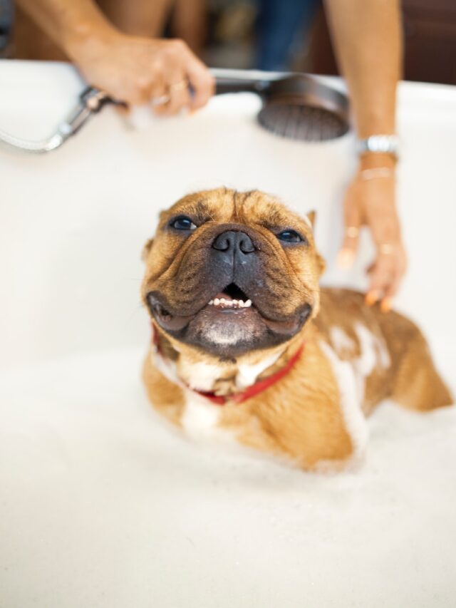 how often bathe dog, dog bath frequency, how often wash dog, when to bathe dog, dog bathing tips