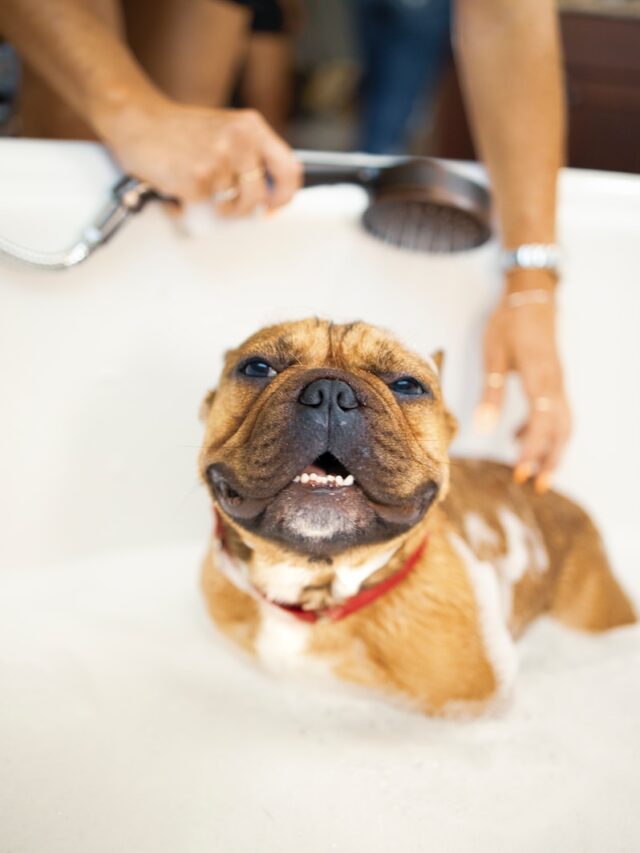 Dog bathing frequency, Ideal bath schedule for dogs, Factors affecting dog bathing needs, Breed and coat type considerations, Activity level and lifestyle impact, Skin and coat health monitoring, Over-bathing and its consequences, The "once-a-month" rule as a guideline, Bathing needs for puppies, Seasonal adjustments for dog baths, Choosing gentle and effective shampoos for dogs,