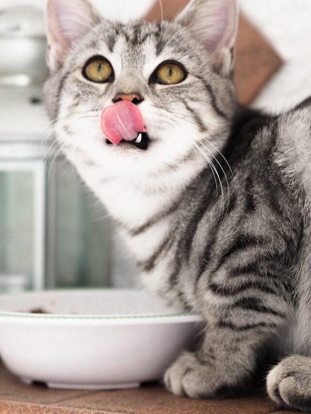 cat not eating, cat appetite loss, cat won't eat, cat fasting risks, get cat to eat