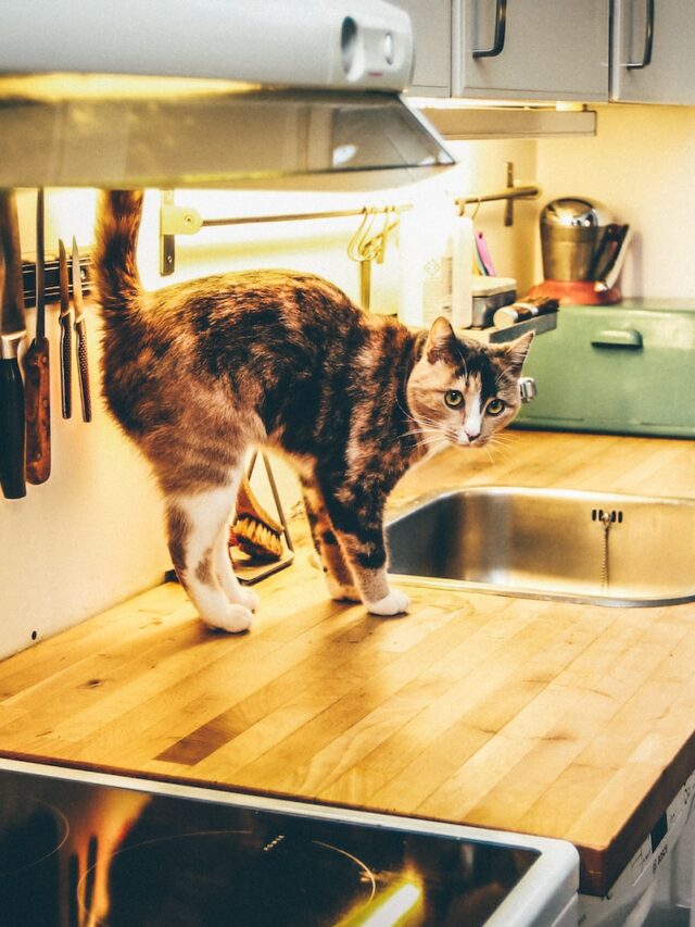 keep cats off counters, cat counter surfing prevention, stop cats getting on counters, how to make cats stay off counters