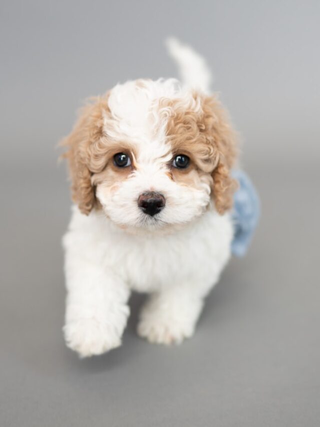 puppy training basics, puppy obedience training, easy puppy tricks, puppy commands to teach, puppy training tips