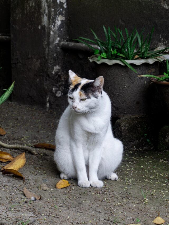 Burmese cats, cat breeds, sleek felines, affectionate companions, playful cats, intelligent pets, adaptable breeds, social charm, cat health care, pet ownership,