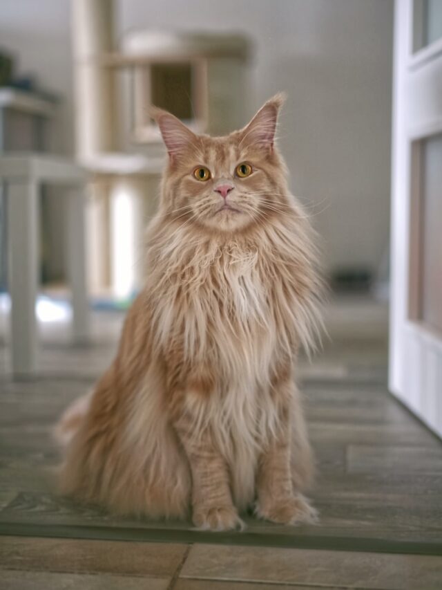 Maine Coon cats, Cat breeds, Cat size, Friendly cats, Intelligent felines, Cat grooming, Playful pets, Pet adoption, Furry friends, Cat companions,