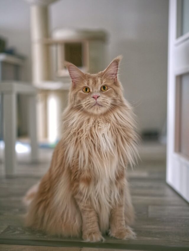 orange cats, orange cat breeds, ginger cats, marmalade cats, maine coon, orange tabby, american shorthair, american wirehair, turkish angora, turkish van