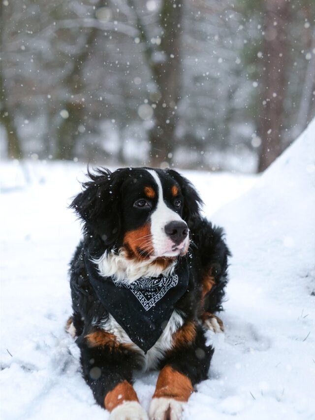 mountain dogs, hiking dogs, outdoor dogs, bernese mountain dog, anatolian shepherd, kuvasz, estrela mountain dog, cão da serra da estrela, tatra sheepdog