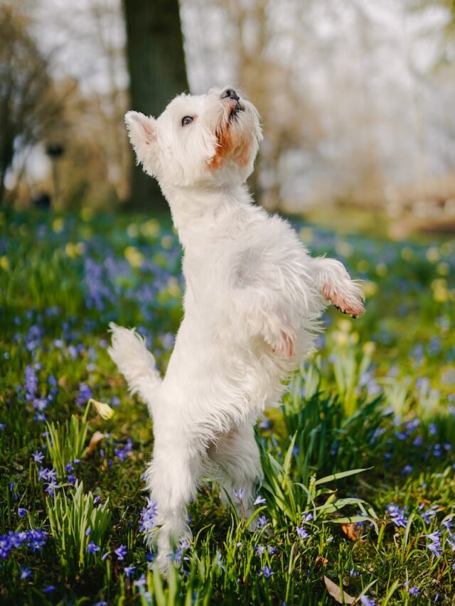 wire haired dog breeds, wire coated dogs, wire fur dog breeds, scottish terrier, wire fox terrier, affenpinscher, yorkshire terrier, schnauzer, dandie dinmont terrier