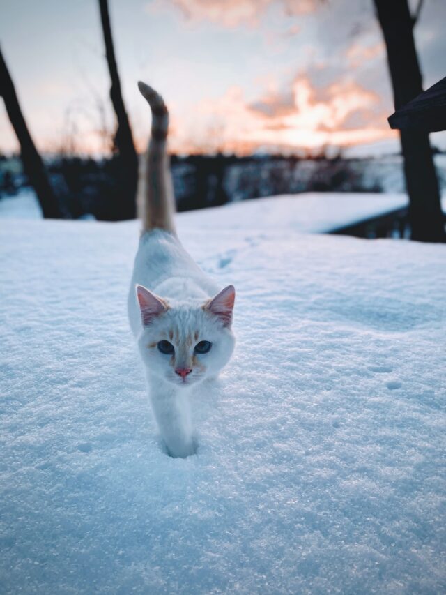 cats in cold, cats cold temperature, cold weather cats, winter cat safety, cats and winter, cats freeze,