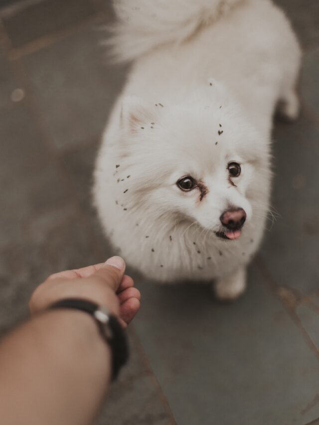 big eared dogs, dogs with big ears, cute dogs, dog breeds with big ears, german spitz, papillon, cocker spaniel, australian shepherd, italian greyhound, chihuahua, basenji