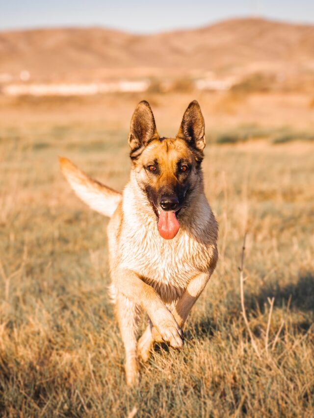 farm dogs, herding dogs, livestock guardian dogs, australian shepherd, border collie, pyrenean mastiff, anatolian shepherd, great pyrenees, german shepherd, belgian malinois, akbash dog, catahoula leopard dog, bernese mountain dog,