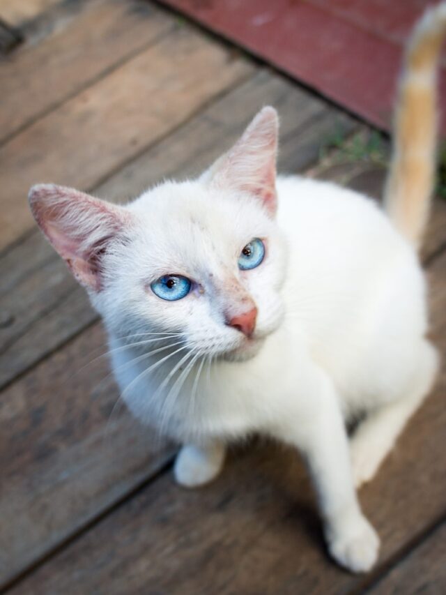 white cats, cat breeds, blue eyes, deaf cats, unique fur, hypoallergenic cats, cat care, cat facts, pet ownership, folklore, superstitions,