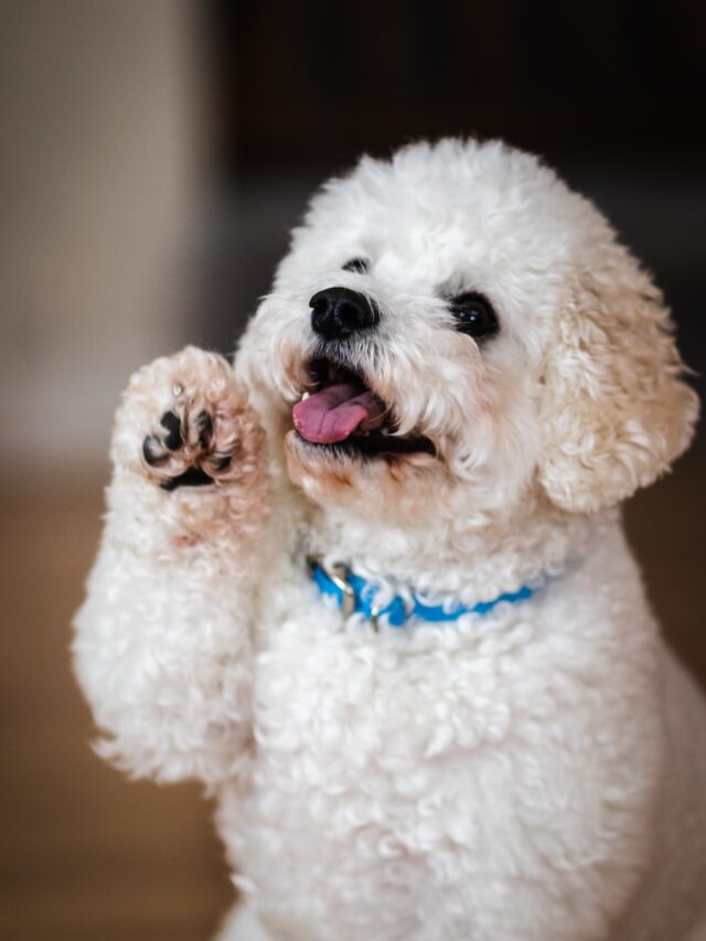 Toy Poodle, hypoallergenic dogs, small dog breeds, intelligent dogs, active dogs, curly coat, dog care, apartment living, family dogs, trainable dogs,