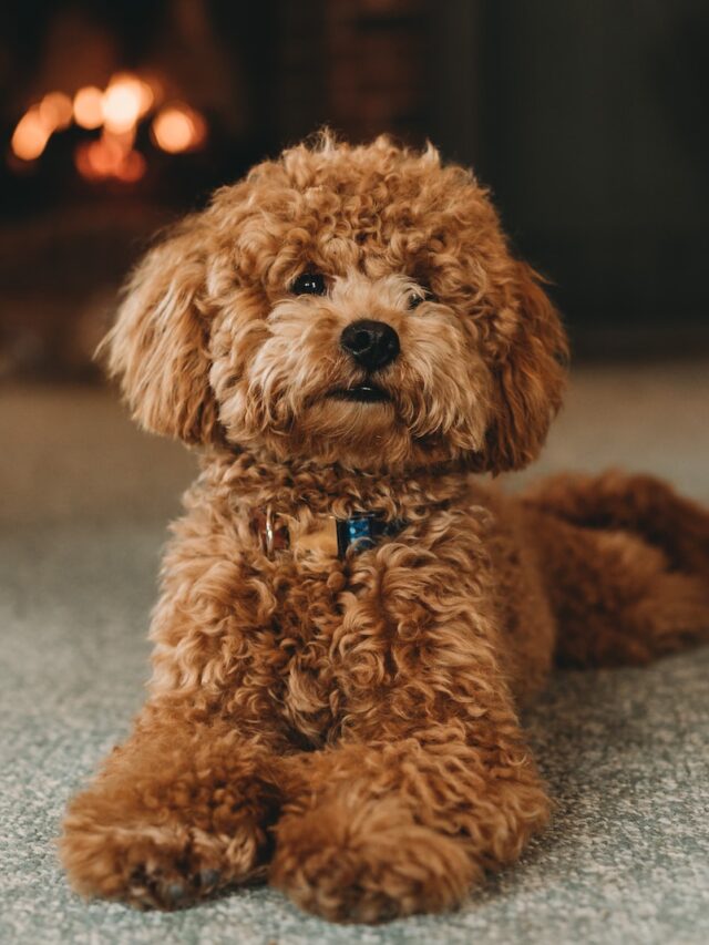 Poodle facts, Poodle breed insights, Poodle characteristics, Poodle history, Poodle intelligence, Poodle traits, Poodle personality, Poodle care tips, Poodle breed uniqueness, Poodle fun facts